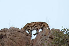 Panthera pardus fusca