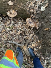 Media resource of Ganoderma applanatum