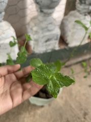 Mentha spicata