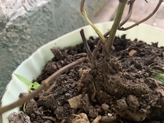 Mentha spicata
