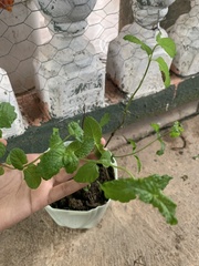 Mentha spicata