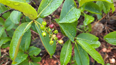 Guapira graciliflora