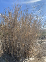 Arundo donax