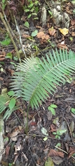 Dioon spinulosum