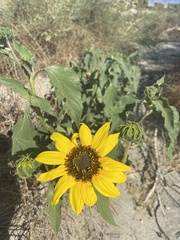 Helianthus annuus