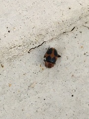 Collops quadrimaculatus