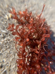 Botryocladia occidentalis