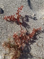 Botryocladia occidentalis