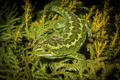 Naultinus gemmeus