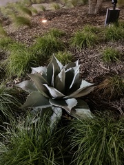 Agave ovatifolia