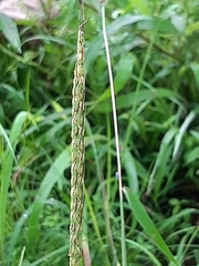 Paspalum plicatulum