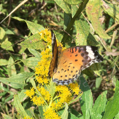 Argynnis hyperbius