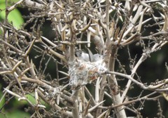 Polioptila caerulea deppei