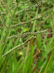 Paspalum plicatulum
