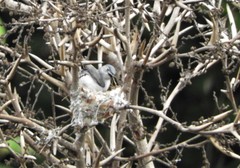 Polioptila caerulea deppei