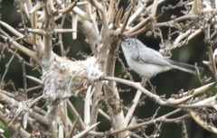 Polioptila caerulea deppei