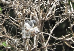 Polioptila caerulea deppei