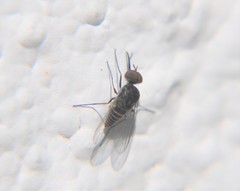 Apolysis
