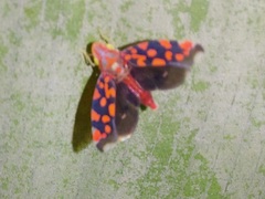 Ladoffa dependens