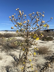Heterotheca grandiflora