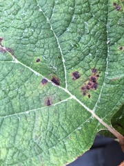 Cercospora hydrangeae