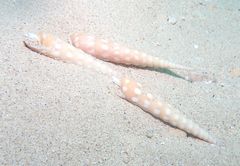 Terebra guttata