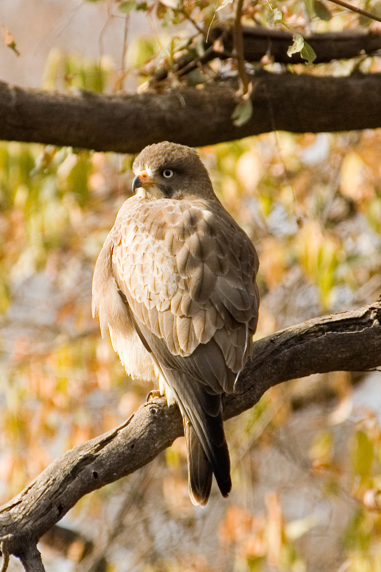 White-eyed Buzzard (Butastur teesa)