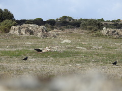 Pyrrhocorax pyrrhocorax erythroramphos