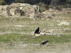 Pyrrhocorax pyrrhocorax erythroramphos