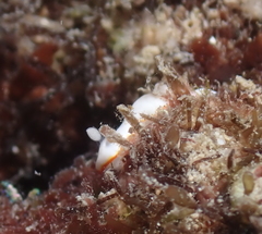 Goniobranchus verrieri