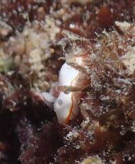 Goniobranchus verrieri