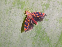 Ladoffa dependens