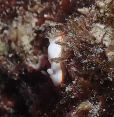 Goniobranchus verrieri