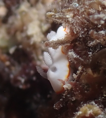 Goniobranchus verrieri