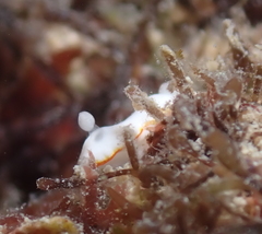 Goniobranchus verrieri