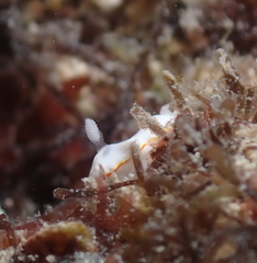 Goniobranchus verrieri