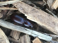 Pterostichus angustus