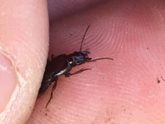 Pterostichus angustus