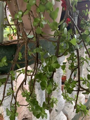Portulacaria
