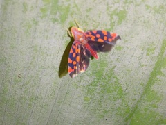 Ladoffa dependens
