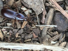 Pterostichus angustus