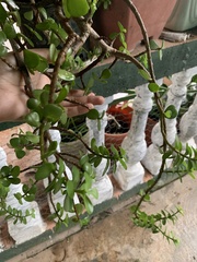 Portulacaria