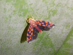 Ladoffa dependens