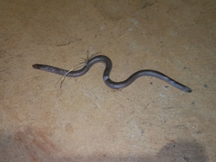 Amphisbaena vermicularis