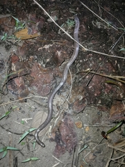 Amphisbaena vermicularis