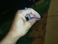 Amphisbaena vermicularis