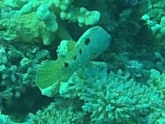 Epinephelus spilotoceps