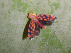 Ladoffa dependens