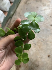 Portulacaria