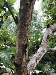 Persea americana